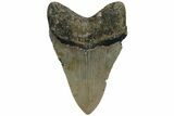 Fossil Megalodon Tooth - North Carolina #221891-1